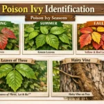 What Does Poison Ivy Look Like